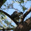 Cuckoos